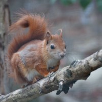 Red Squirrel